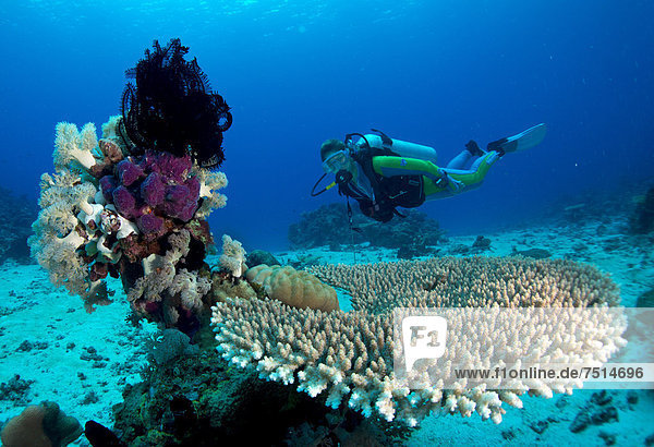 Scuba diver swimming in a coral reef behind plate coral and sponges  Philippines  Asia