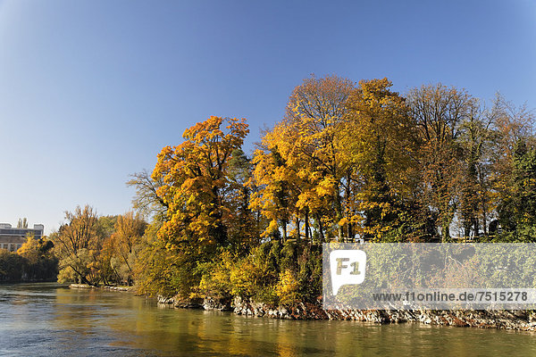 Europa Baum Fluss Insel Herbst Schweiz
