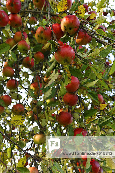 Zweige voller reifer Äpfel (Malus domestica)  Eckental  Mittelfranken  Bayern  Deutschland  Europa