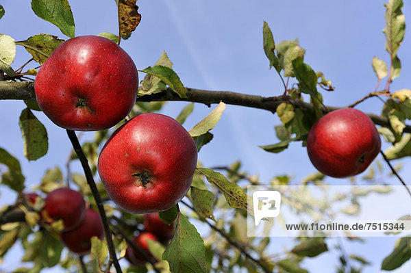 Reife Äpfel (Malus domestica) am Zweig  Eckental  Mittelfranken  Bayern  Deutschland  Europa
