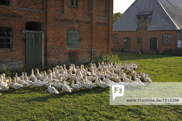 Free-range mulard ducks in a meadow  stables built in 1920 at the back  Othenstorf estate organic farm  Othenstorf  Mecklenburg-Western Pomerania  Germany  Europe