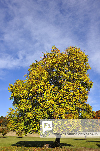 Echter Walnussbaum (Juglans regia) in der Herbstfärbung  Entmersberg  Fränkische Schweiz  Mittelfranken  Bayern  Deutschland  Europa  ÖffentlicherGrund