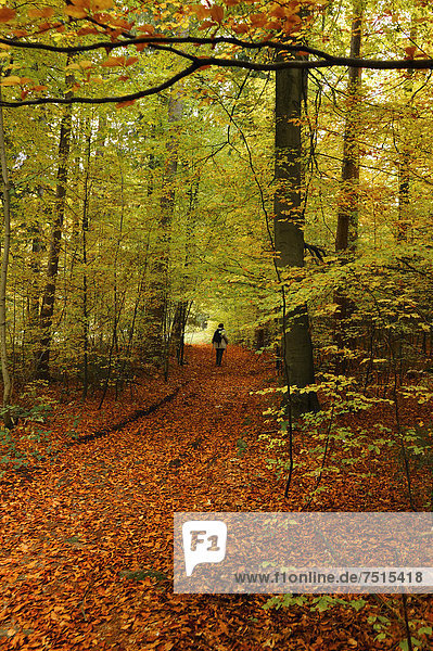 Herbstlicher Buchenwald (Fagus) mit Wanderin  Enzenreuth  Fränkische Schweiz  Mittelfranken  Bayern  Deutschland  Europa