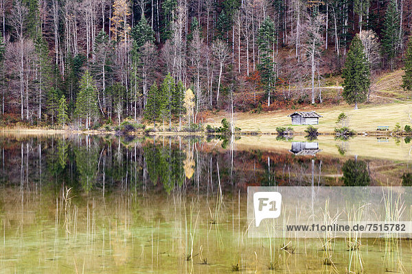 Herbstlicher Wald und Hütte mit Spiegelung im Ferchensee  Bayern  Deutschland  Europa