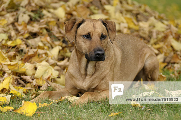 liegend,liegen,liegt,liegendes,liegender,liegende,daliegen,frontal,Mischling,Rhodesian Ridgeback,Rhodesian Ridgebacks