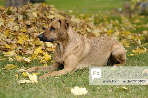 liegend,liegen,liegt,liegendes,liegender,liegende,daliegen,frontal,Mischling,Rhodesian Ridgeback,Rhodesian Ridgebacks