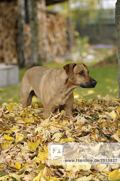 Haufen,stehend,Mischling,Rhodesian Ridgeback,Rhodesian Ridgebacks