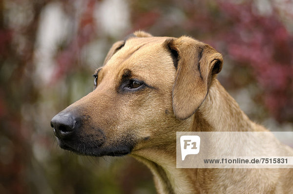 Rhodesian Ridgeback Mix, Portrait