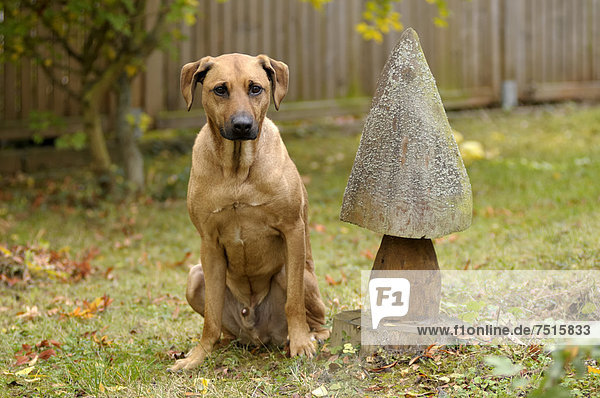 Rhodesian Ridgeback Mix sitzt neben Holzpilz