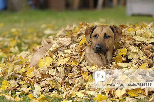Haufen,liegend,liegen,liegt,liegendes,liegender,liegende,daliegen,Mischling,Rhodesian Ridgeback,Rhodesian Ridgebacks