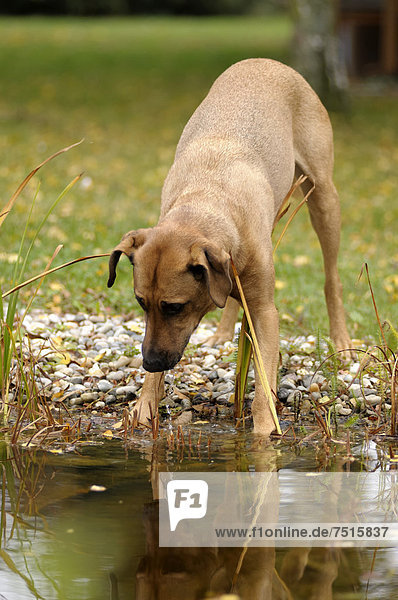 Rhodesian Ridgeback Mix steht an einem Teich und schaut ins Wasser