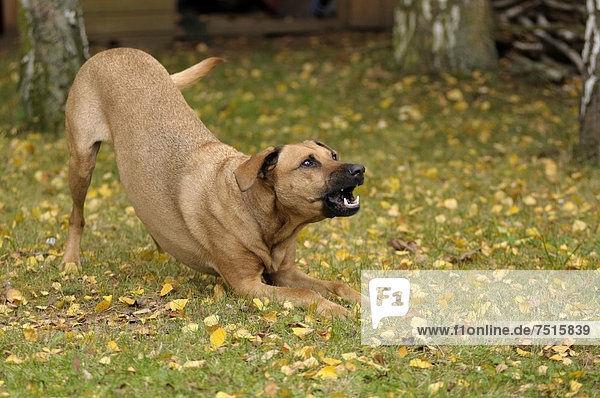 Rhodesian Ridgeback Mix bellt auffordernd