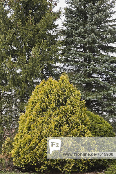 'Zeder und hohe immergrüne Bäume im ''Jardin du Grand Portage'' im Frühling  Saint-Didace  Lanaudiere  Quebec  Kanada - Property Release nur für Bücher  Kalender  Zeitschriften  Zeitungen und zur redaktionellen Verwendung'