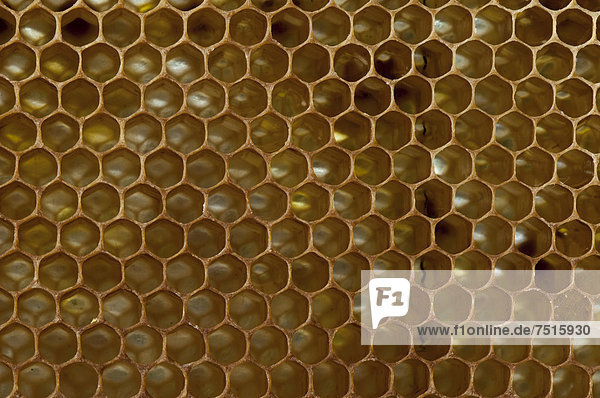 Honigwaben  Waben mit Operculum verschlossen