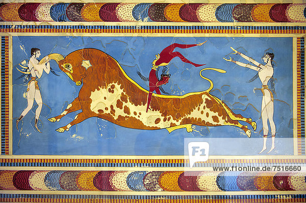 Sprung über einen Stier  Fresko  Rekonstruktion von Arthur Evans  Knossos  minoische Ausgrabungsstätte  Kreta  Griechenland  Europa