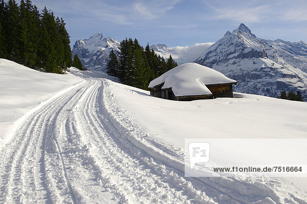 Rodelbahn im Schnee in den Bergen um Grindelwald First  Schweizer Alpen  Europa