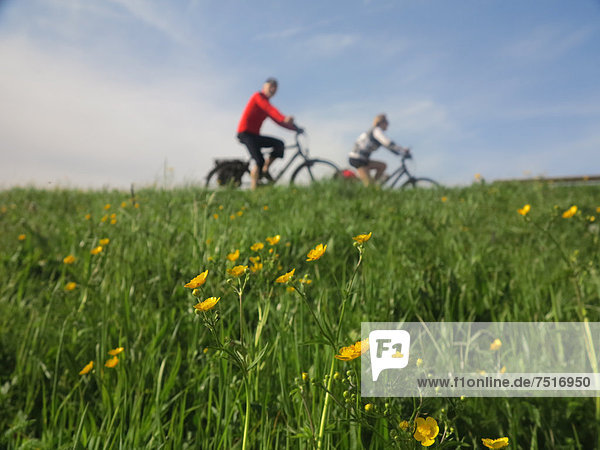 Cyclists on a spring meadow near Lake Constance  Fussach  Vorarlberg  Austria  Europe