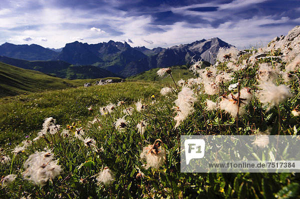 Verblühte Alpenanemonen (Pulsatilla alpina subsp. alpina) vor Gipfelpanorama  Warth  Vorarlberg  Österreich  Europa