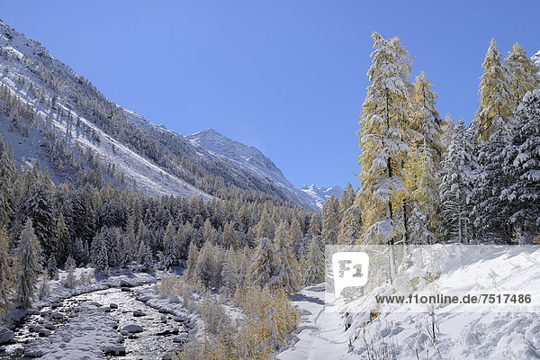 Europa Landschaft Schnee Wald Fluss Lärche Engadin Schweiz Kanton Graubünden