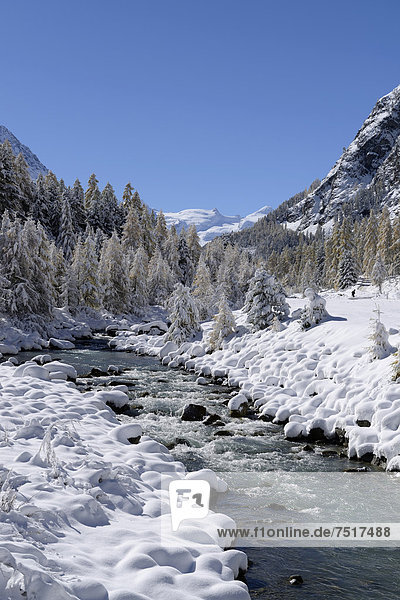Europa Landschaft Schnee Wald Fluss Lärche Engadin Schweiz Kanton Graubünden