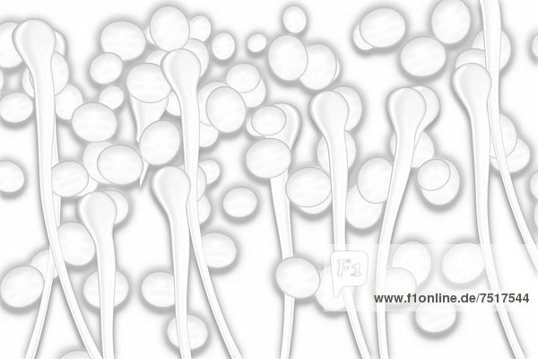 Hefezellen  Pilzsporen  Illustration