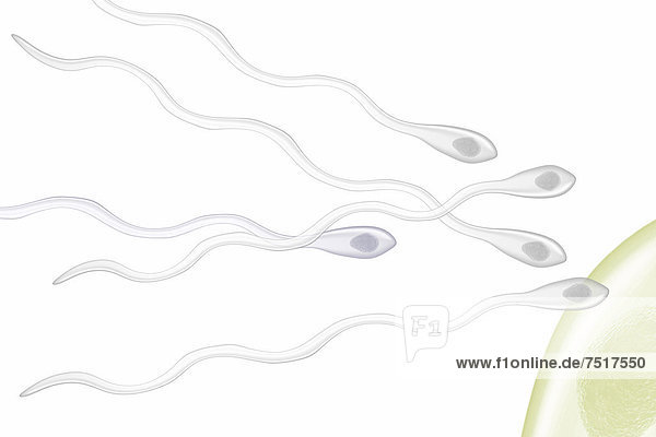 Befruchtung Spermien Eizelle  Illustration