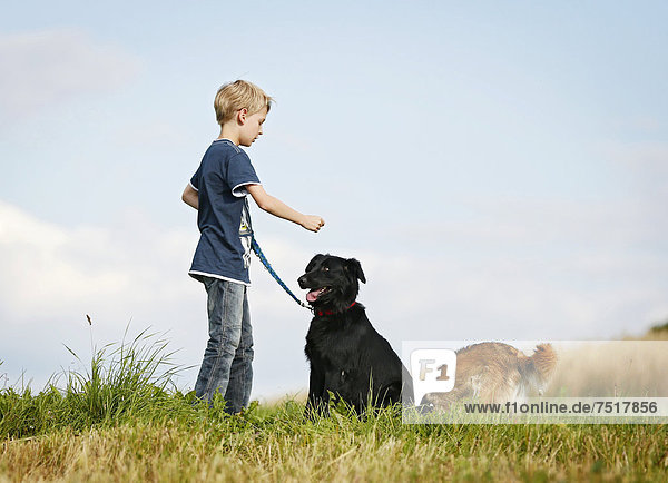 Boy  10  playing with two mixed-breed dogs