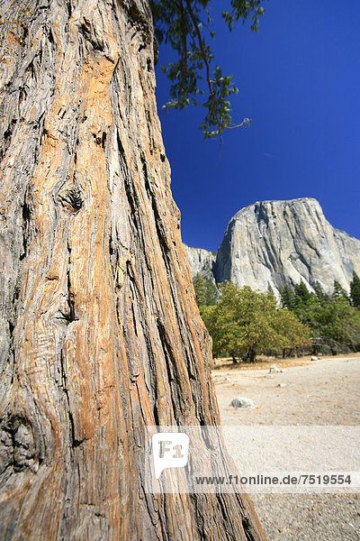 'Ansicht des Berges ''El Capitan''  eine der bedeutendsten Kletterrouten  ''The Nose'' befindet sich an dieser Steilwand aus Granit  Yosemite National Park  Kalifornien  USA'