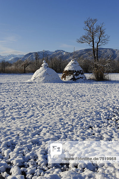Heunocken  Heuhaufen  Strohdrischel  im Winter im Murnauer Moors  Murnau  Pfaffenwinkel  Oberbayern  Bayern  Deutschland  Europa