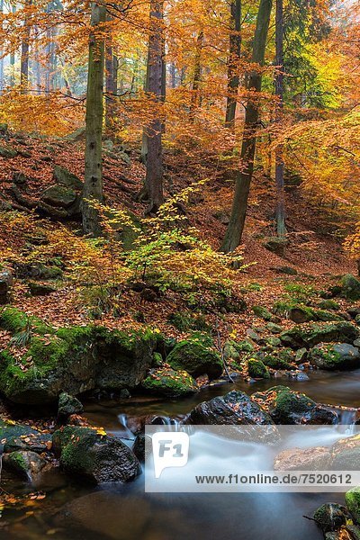 Europa Wald Herbst Deutschland