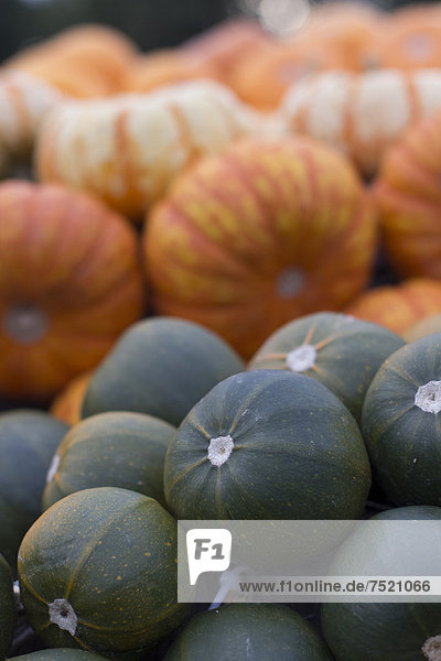 Gourds  squashes or pumpkins (Cucurbita)