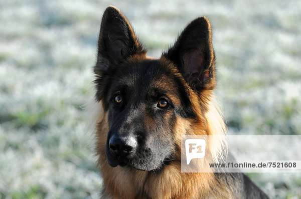 German Shepherd Dog  12 months  portrait