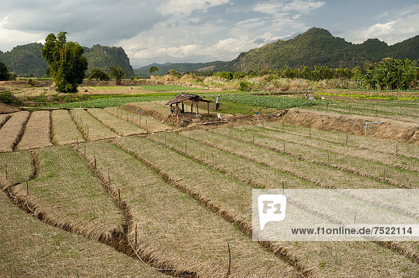Reisfelder  Nordthailand  Thailand  Asien