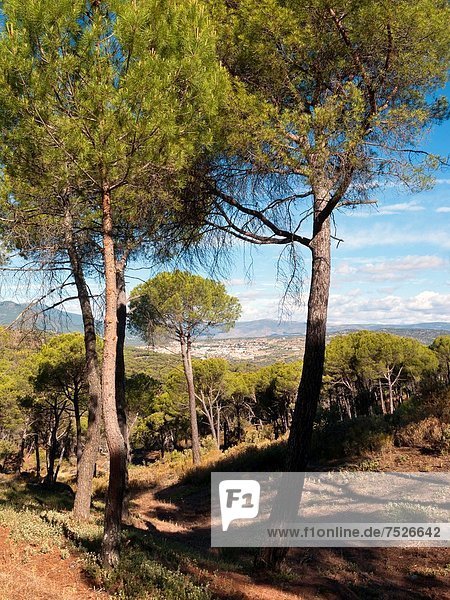 Madrid Hauptstadt Kiefer Pinus sylvestris Kiefern Föhren Pinie Spanien