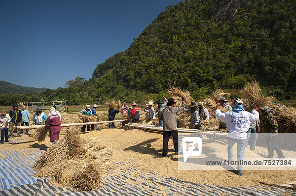 Men from the Shan or Thai Yai ethnic minority threshing rice field work harvested rice paddy Soppong or Pang Mapha area Northern Thailand Thailand Asia