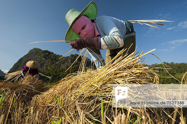 Frauen aus ethnischer Minderheit Shan oder Thai Yai beim Strohbinden  Frauen in Masken  Feldarbeit  abgeerntes Reisfeld  Soppong oder Pang Mapha Umgebung  Nordthailand  Thailand  Asien