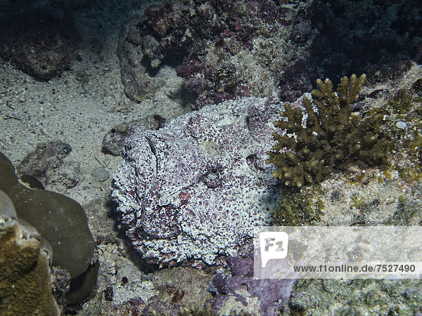 Steinfisch (Synanceia verrucosa)  einer der giftigsten Fischen der Welt  Mangrove Bay  Rotes Meer  Ägypten  Afrika