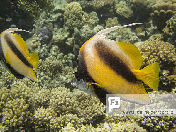 Rotmeer-Wimpelfisch (Heniochus intermedius)  Mangrove Bay  Rotes Meer  Ägypten  Afrika
