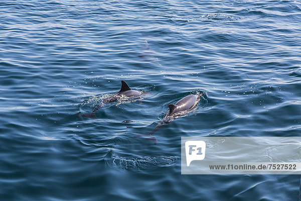 Langschnäuzige Gemeine Delfine (Delphinus capensis)  Dolphin Watching  offenes Meer  Atlantik  Lagos  Algarve  Portugal  Europa