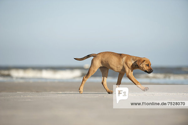 Mischling  Junghund läuft am Strand