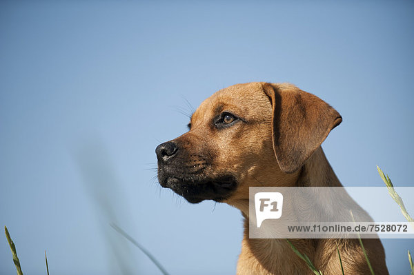 Mischling  Junghund  Portrait