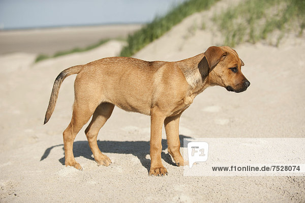 Mischling  Junghund steht am Strand