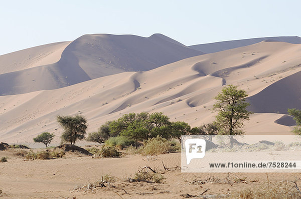 One of the highest dunes in Sossusvlei  dune landscape