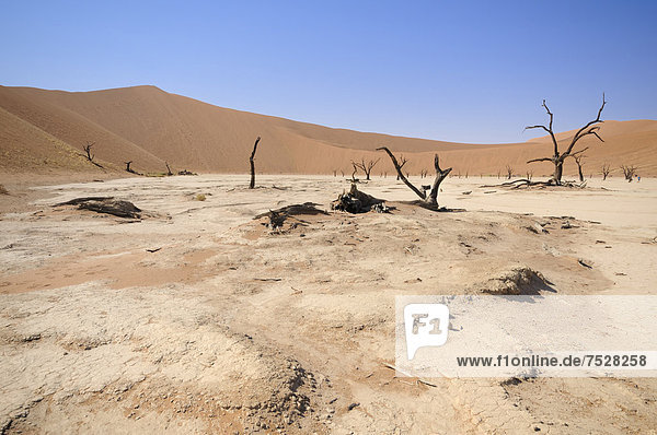 Dead trees on a parched clay pan in front of red dunes  Deadvlei