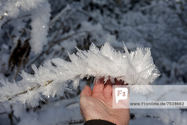 Hand hält einen Ast mit Eiskristallen  bei einem Kälteeinbruch  nahe Lynx Creek  Alaska
