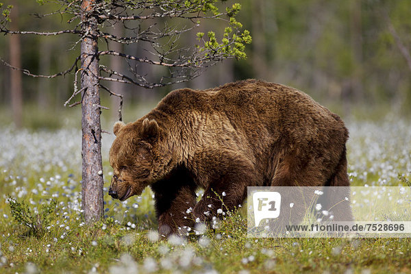 Braunbär (Ursus arctos) im Moor mit Wollgras  Finnland   Europa