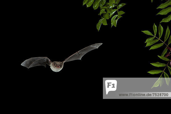 Long-fingered Bat (Myotis capaccinii) in flight  Bulgaria  Europe