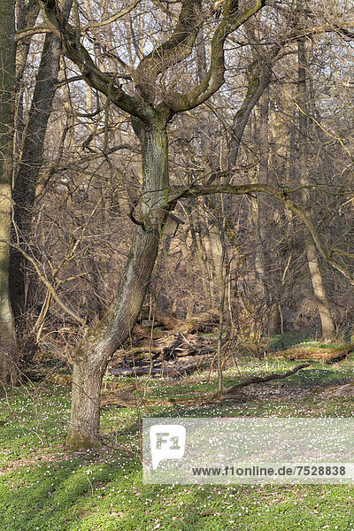 Buschwindröschen (Anemone nemorosa)  Massenblüte  Hessen  Deutschland  Europa