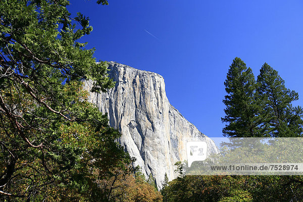 'Ansicht des Berges ''El Capitan''  eine der bedeutendsten Kletterrouten ''The Nose'' befindet sich an dieser Steilwand aus Granit  Yosemite National Park  Kalifornien  USA'
