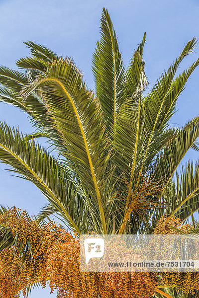 Dattelpalme (Phoenix sp.)  Jardim de Sagres  Sagres  Algarve  Portugal  Europa